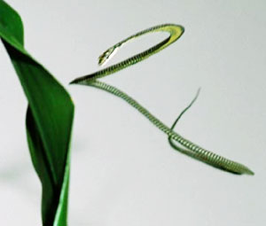 Picture: Cafe Scientifique: Jake Socha, How Flying Snakes Fly a.k.a. Functional Morphology & Biomechanics